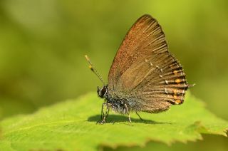 Byk Sevbeni (Satyrium ilicis)