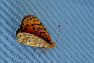 Gzel parhan (Melitaea trivia)