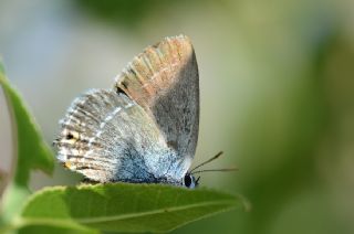 Sevbeni (Satyrium abdominalis)