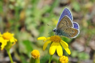 okgzl Meneke Mavisi (Polyommatus thersites)