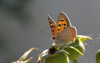 Benekli Bakr Gzeli (Lycaena phlaeas)