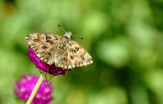 Hatmi Zpzp (Carcharodus alceae)