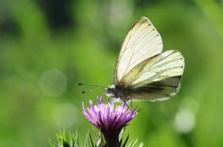 Yalanc Beyazmelek (Pieris pseudorapae)