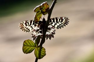 Gney Fistosu (Zerynthia polyxena)