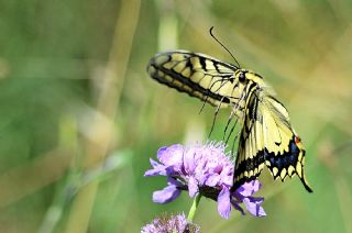 Krlangkuyruk (Papilio machaon)