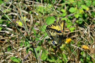 Krlangkuyruk (Papilio machaon)