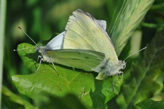 Byk Beyazmelek  (Pieris brassicae)