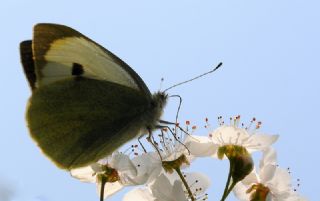 B�y�k Beyazmelek &nbsp;(Pieris&nbsp;brassicae)