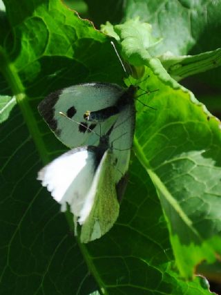 Byk Beyazmelek  (Pieris brassicae)