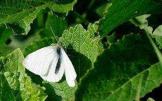 Kk Beyazmelek (Pieris rapae)