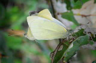 Kk Beyazmelek (Pieris rapae)