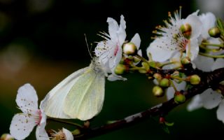 Kk Beyazmelek (Pieris rapae)