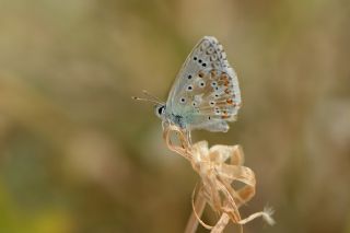 okgzl Yalanc illi Mavi (Polyommatus corydonius)