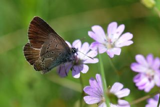�okg�zl� Geranium Mavisi&nbsp;(Aricia&nbsp;eumedon)