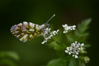 Turuncu Ssl (Anthocharis cardamines)