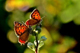 Benekli Bakr Gzeli (Lycaena phlaeas)