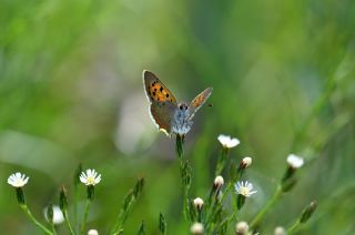 Benekli Bakr Gzeli (Lycaena phlaeas)