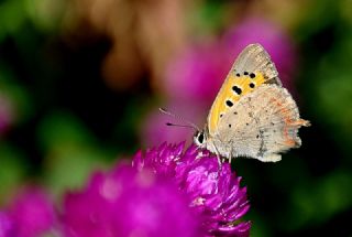 Benekli Bakr Gzeli (Lycaena phlaeas)