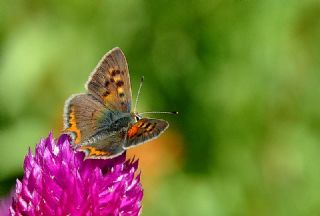 Benekli Bakr Gzeli (Lycaena phlaeas)