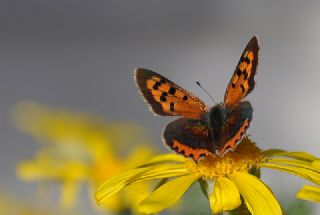 Benekli Bakr Gzeli (Lycaena phlaeas)