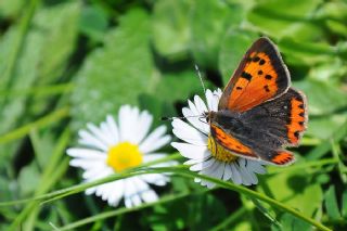 Benekli Bakr Gzeli (Lycaena phlaeas)