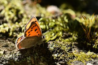 Benekli Bakr Gzeli (Lycaena phlaeas)