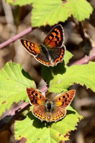 Benekli Bakr Gzeli (Lycaena phlaeas)