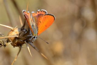 Kk Ate Gzeli (Lycaena thersamon)