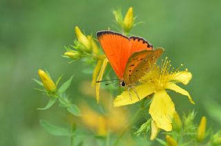 Orman Bak�r G�zeli&nbsp;(Lycaena&nbsp;virgaureae)