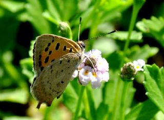 Benekli Bakr Gzeli (Lycaena phlaeas)