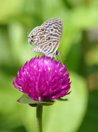 Mavi Zebra (Leptotes pirithous)