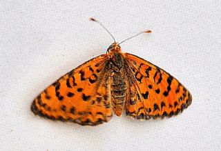 Gzel parhan (Melitaea trivia)