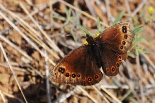 Uygur Gzelesmeri (Proterebia afra)