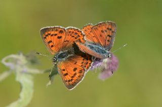 Byk Mor Bakr Gzeli (Lycaena alciphron)