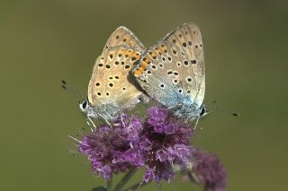 Byk Mor Bakr Gzeli (Lycaena alciphron)