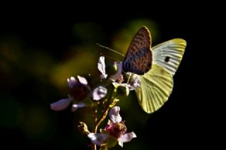 Mavi Zebra (Leptotes pirithous)