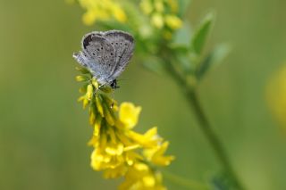 Minik Kupid&nbsp;(Cupido&nbsp;minimus)