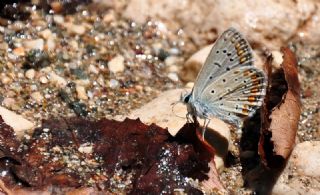 �okg�zl� Mavi&nbsp;(Polyommatus&nbsp;icarus)
