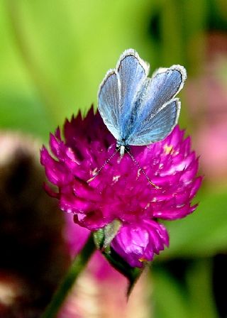 okgzl Mavi (Polyommatus icarus)