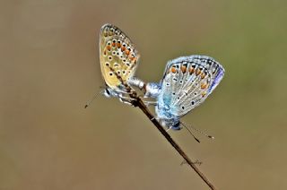 okgzl Mavi (Polyommatus icarus)