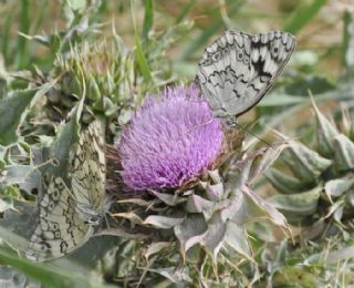 Anadolu Melikesi&nbsp;(Melanargia&nbsp;larissa)