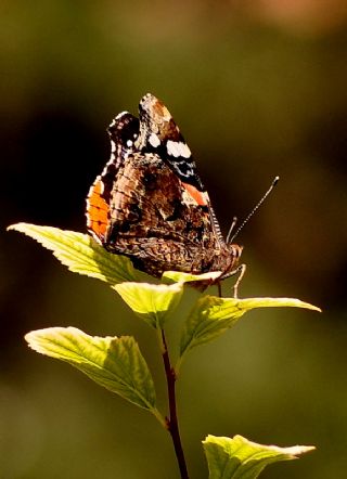 Atalanta (Vanessa atalanta)