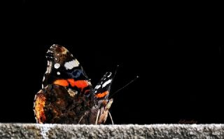 Atalanta (Vanessa atalanta)