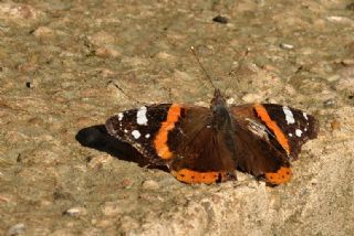 Atalanta&nbsp;(Vanessa&nbsp;atalanta)