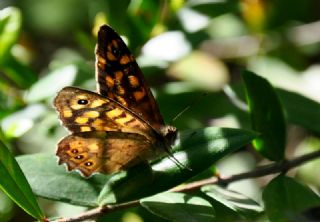 Karanl�k Orman Esmeri&nbsp;(Pararge&nbsp;aegeria)