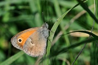 Kk Zpzp Perisi (Coenonympha pamphilus)