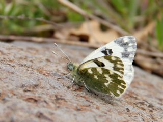 Yeni Beneklimelek (Pontia edusa)