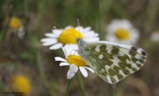 Yeni Beneklimelek (Pontia edusa)