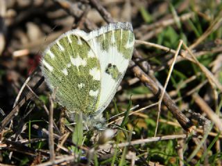 Yeni Beneklimelek (Pontia edusa)