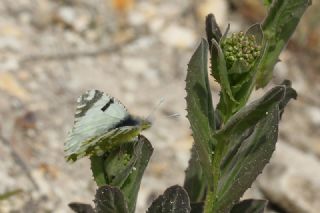 Da Oykls (Euchloe ausonia)